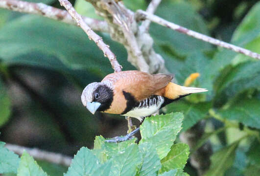 Image of Chestnut-breasted Mannikin