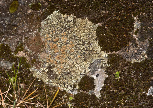 Image of rim lichen