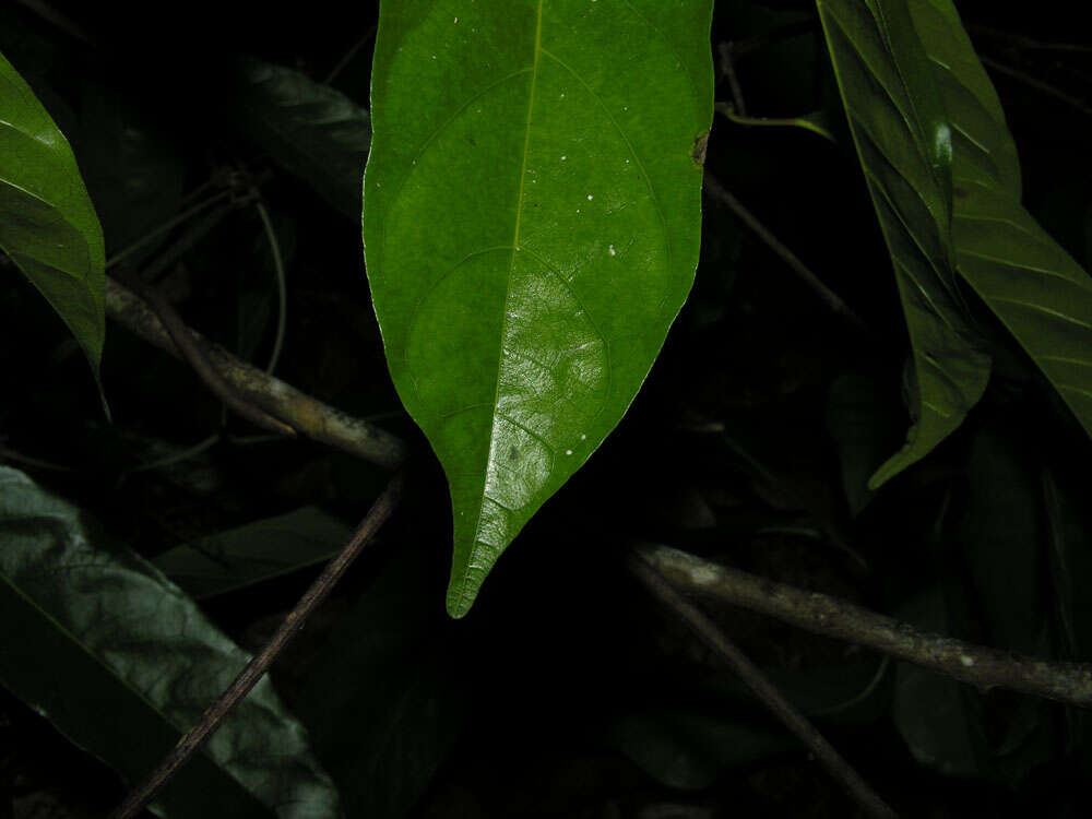 Image de Clarisia biflora Ruiz & Pav.