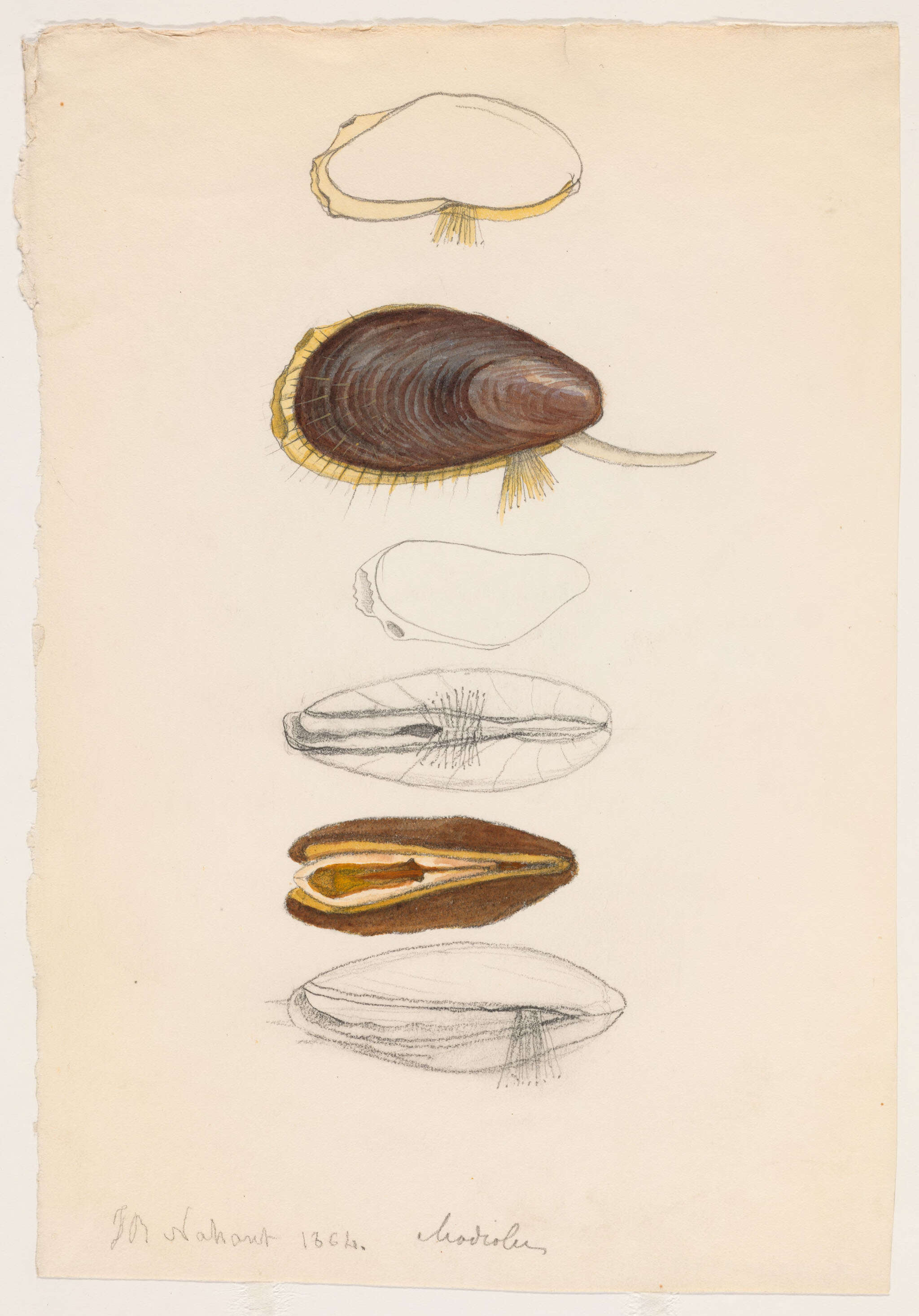 Plancia ëd Mytilida Férussac 1822