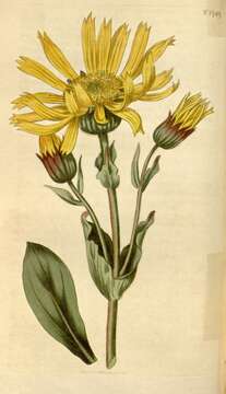 Image of mountain arnica