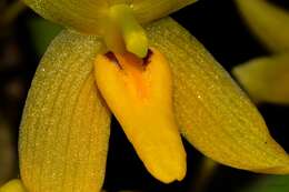 Image of Bulbophyllum pileatum Lindl.