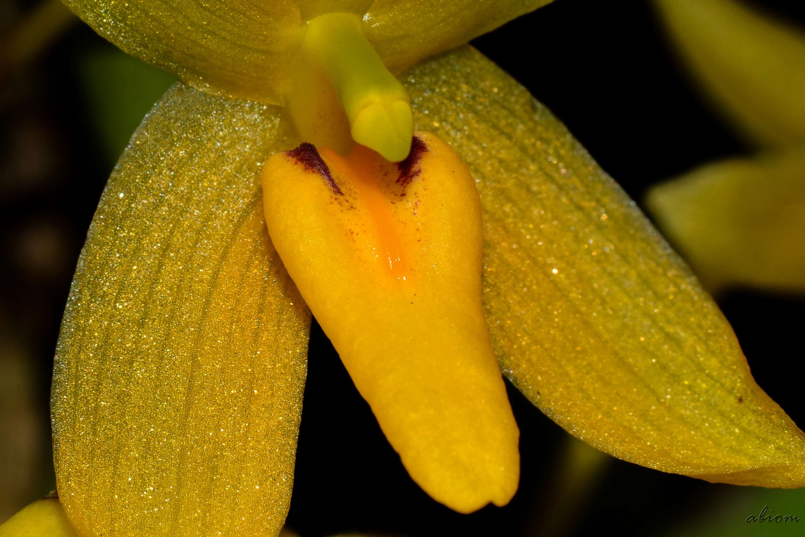 Слика од Bulbophyllum pileatum Lindl.