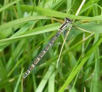 Image of Common Blue Damselfly