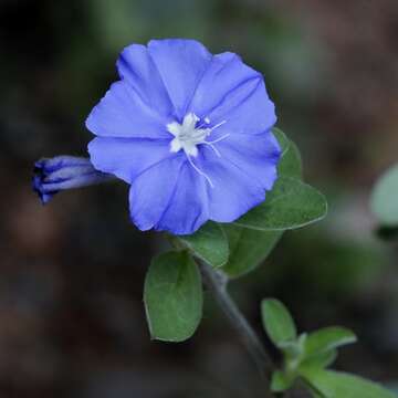 Image of Brazilian dwarf morning-glory