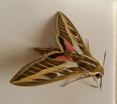 Image of striped hawk-moth