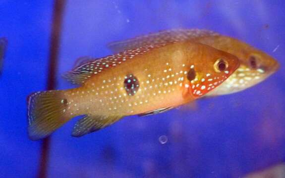 Image of Jewel cichlid