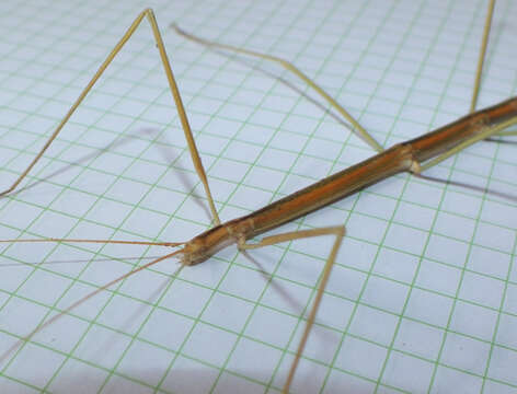 Image of stick insects