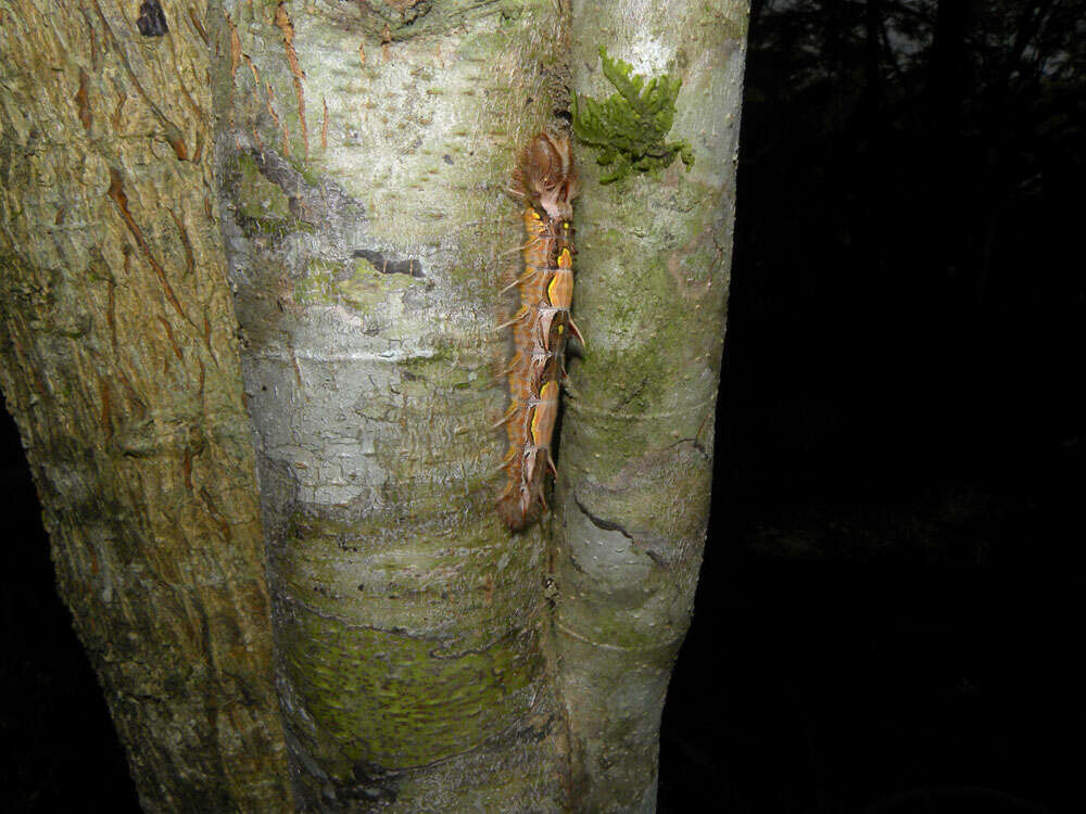 Morpho helenor Cramer 1782的圖片