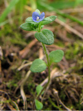 Image of common speedwell