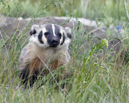 Image of badger