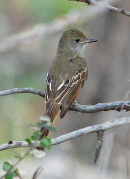 Image of Myiarchus Cabanis 1844