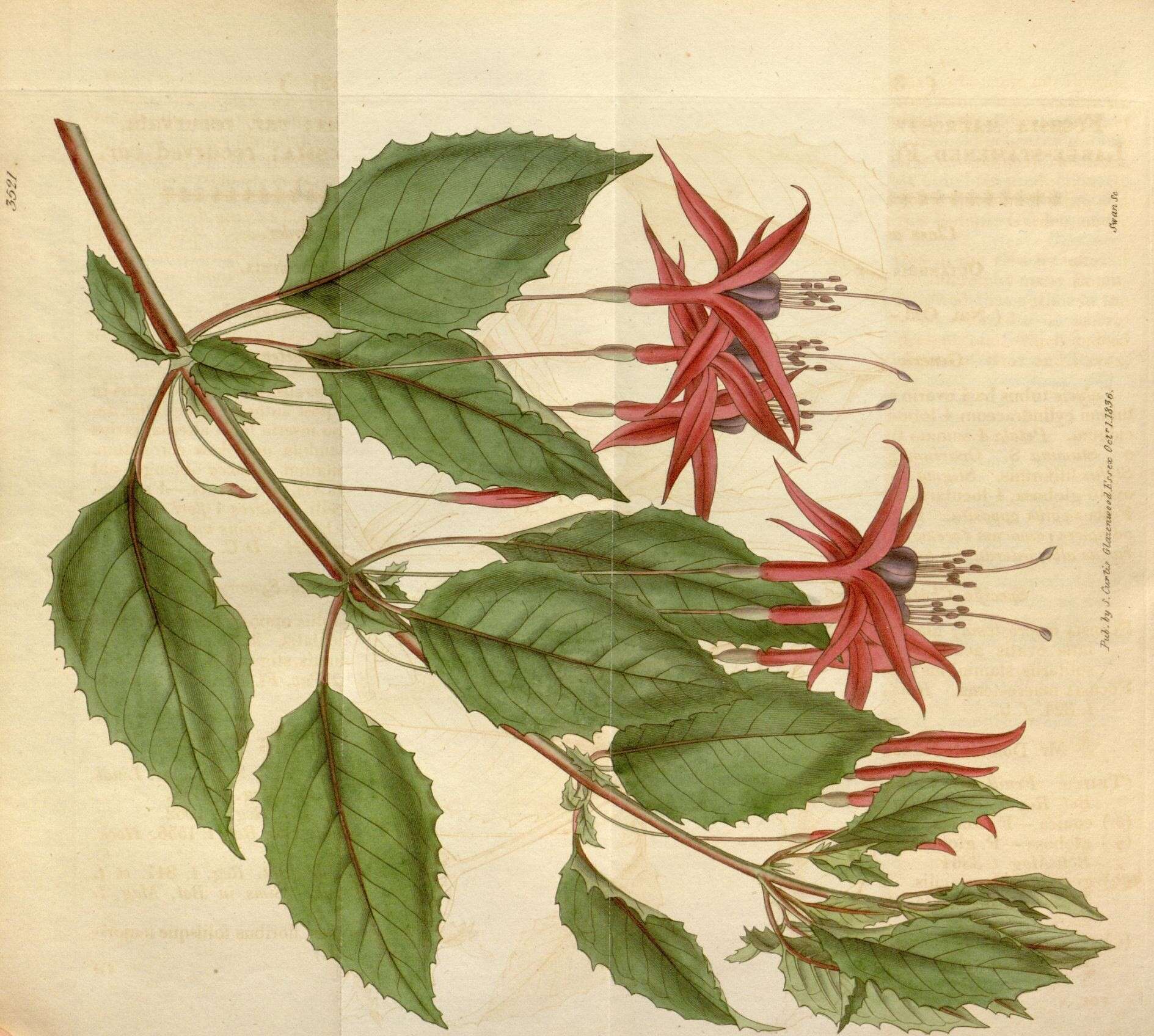 Image of fuchsia