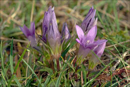 Image of dwarf gentian