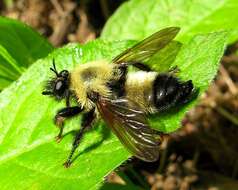 Image of Laphria thoracica Fabricius 1805