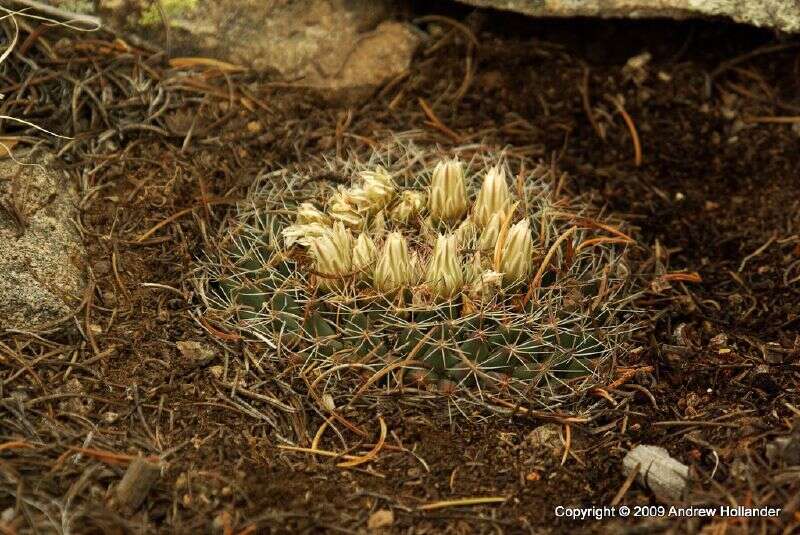 Image of Heyder's Pincushion Cactus