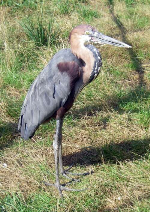 Image of Goliath Heron