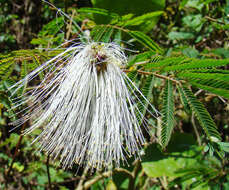 Plancia ëd Balizia elegans (Ducke) Barneby & J. W. Grimes