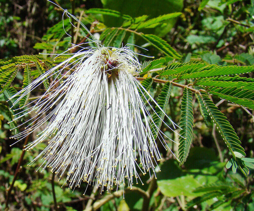 Plancia ëd Balizia elegans (Ducke) Barneby & J. W. Grimes