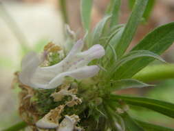 Image of Bee Balm