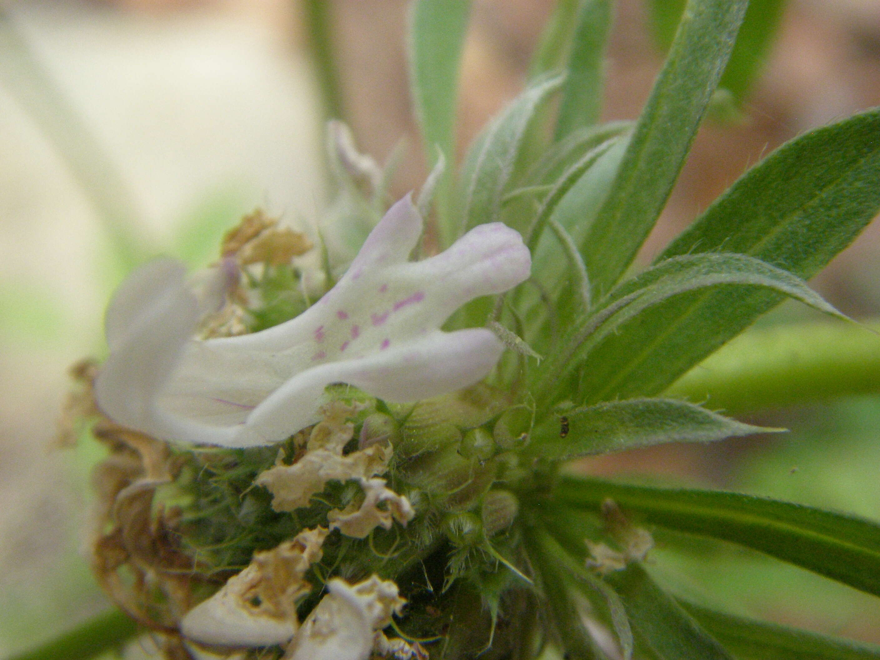 Image of Bee Balm