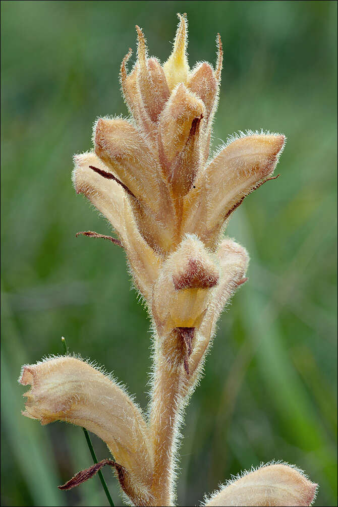 Image of Orobanche teucrii Holandre