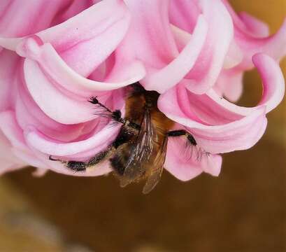 Image of Anthophora plumipes (Pallas 1772)