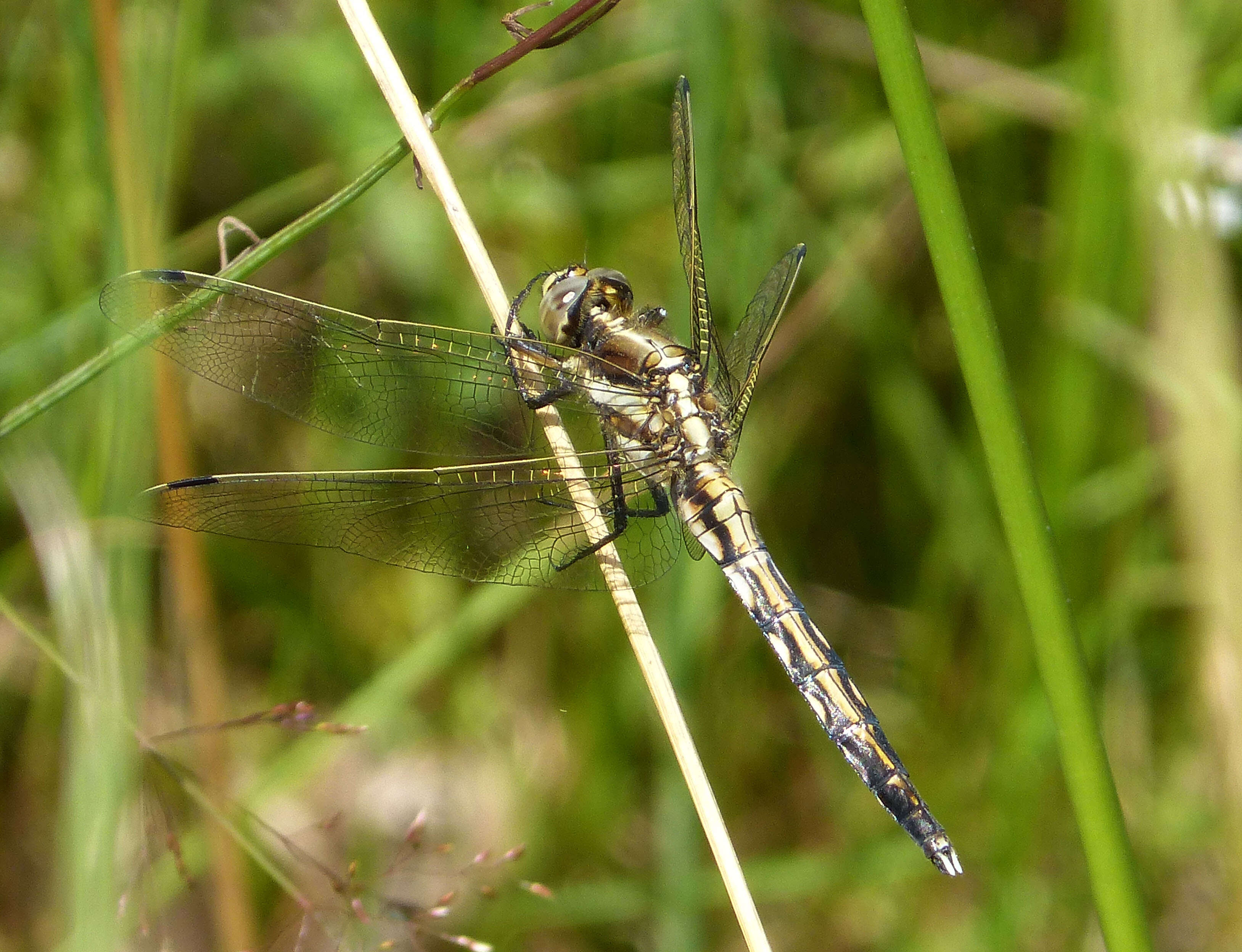 Image of Skimmers (Dragonflies)