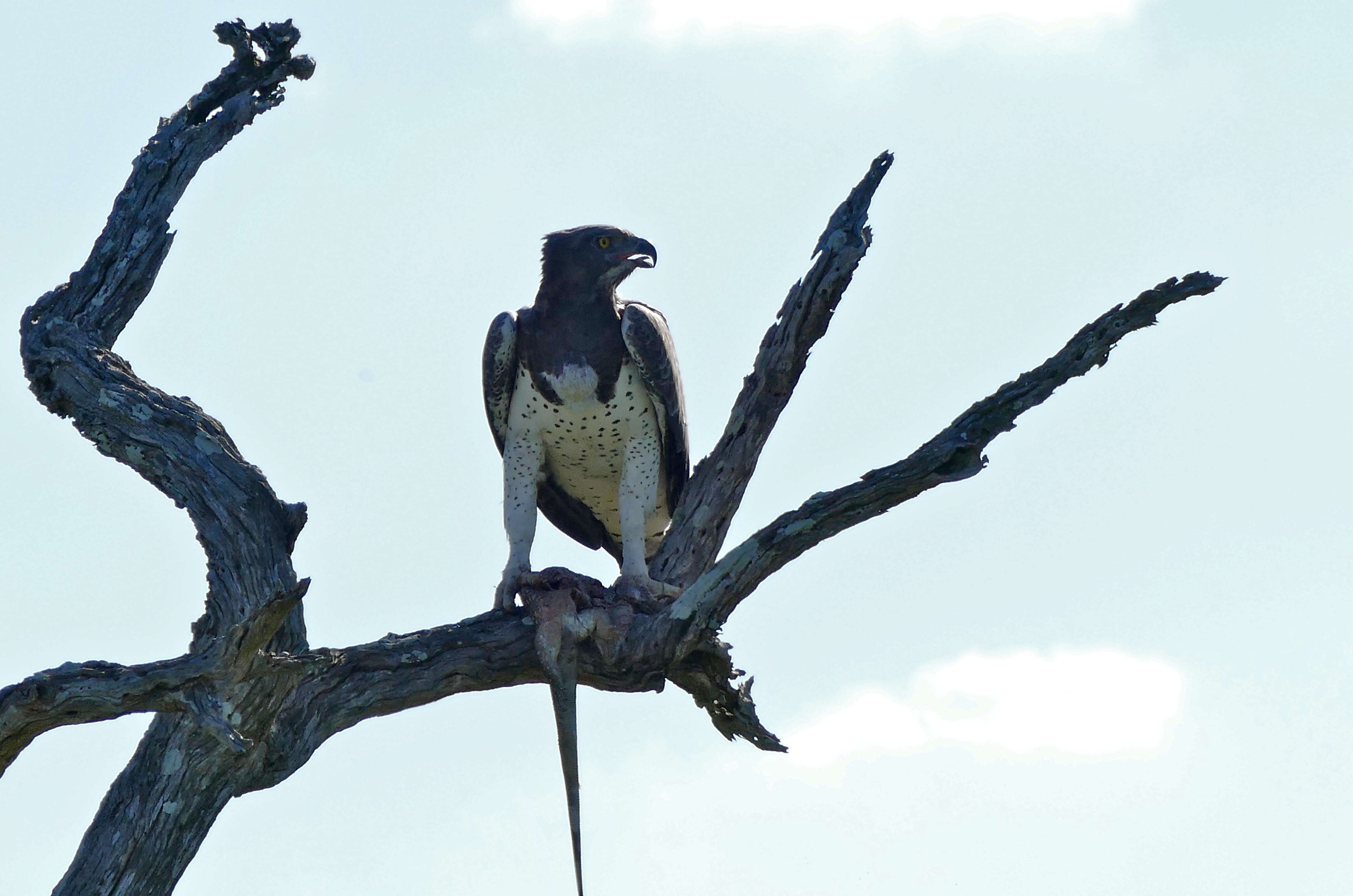 Image of Polemaetus Heine 1890