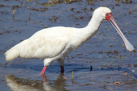 Image of Platalea Linnaeus 1758