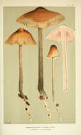 Image of Agaricus excisus