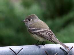 Image of Hammond's Flycatcher