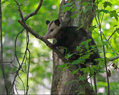 Image of Didelphis Linnaeus 1758