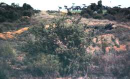 Image of Grevillea paradoxa F. Müll.