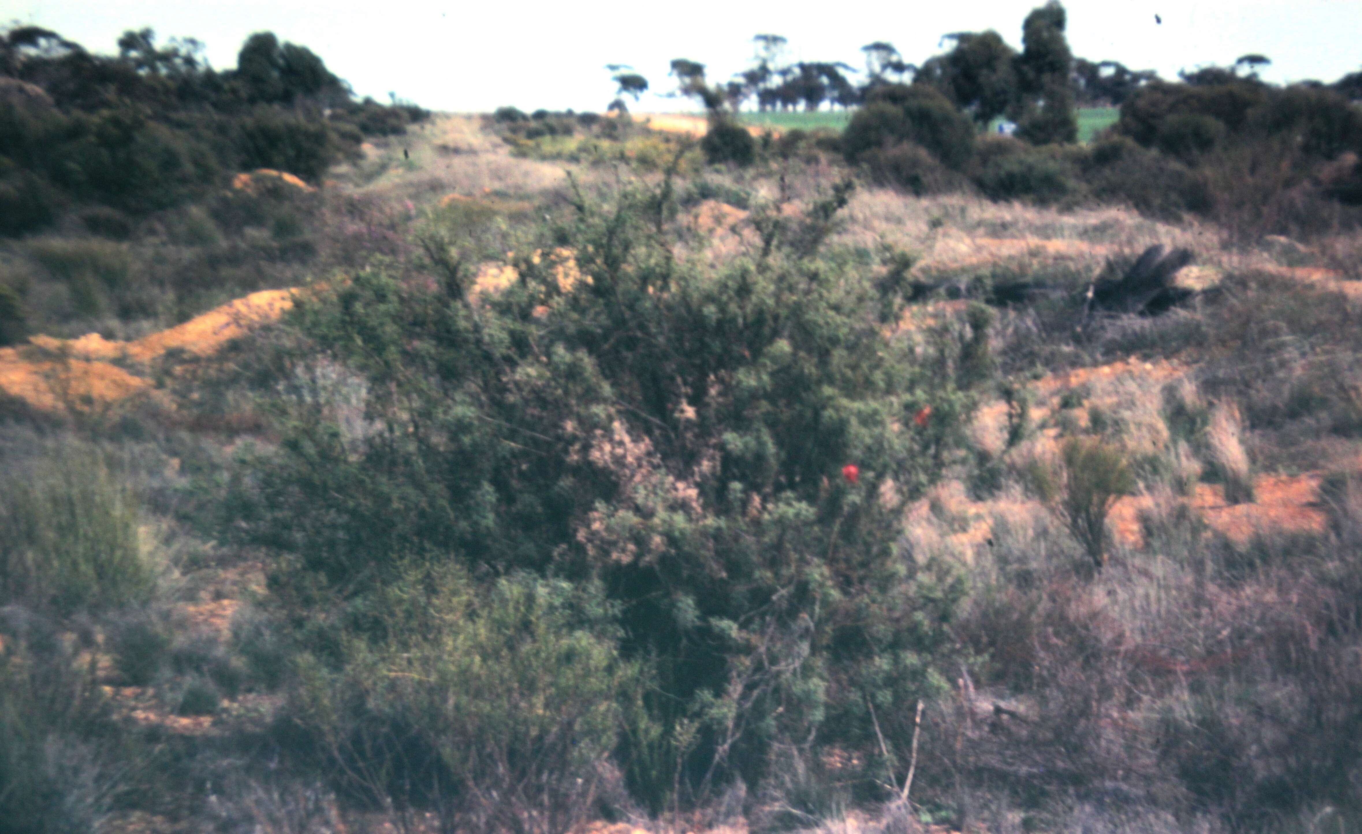 Image of Grevillea paradoxa F. Müll.