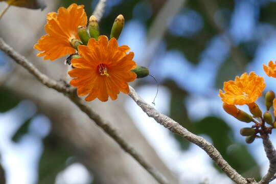 صورة Cordia dodecandra DC.