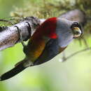 Image of Toucan Barbet