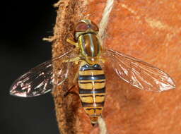 Image of Flower Flies