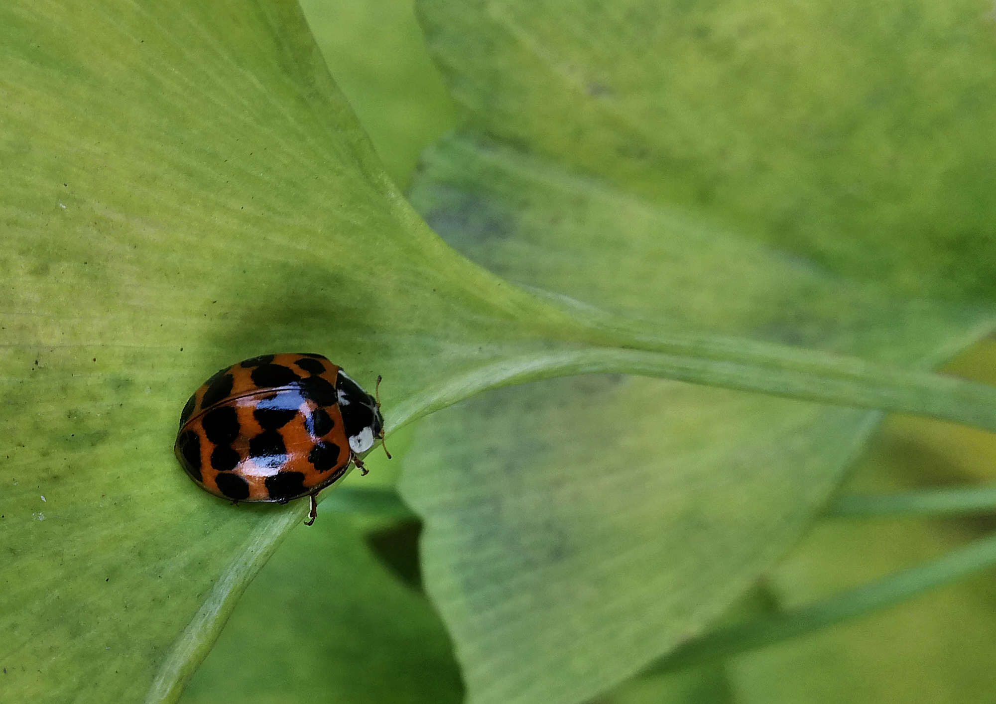 صورة Harmonia axyridis (Pallas 1773)