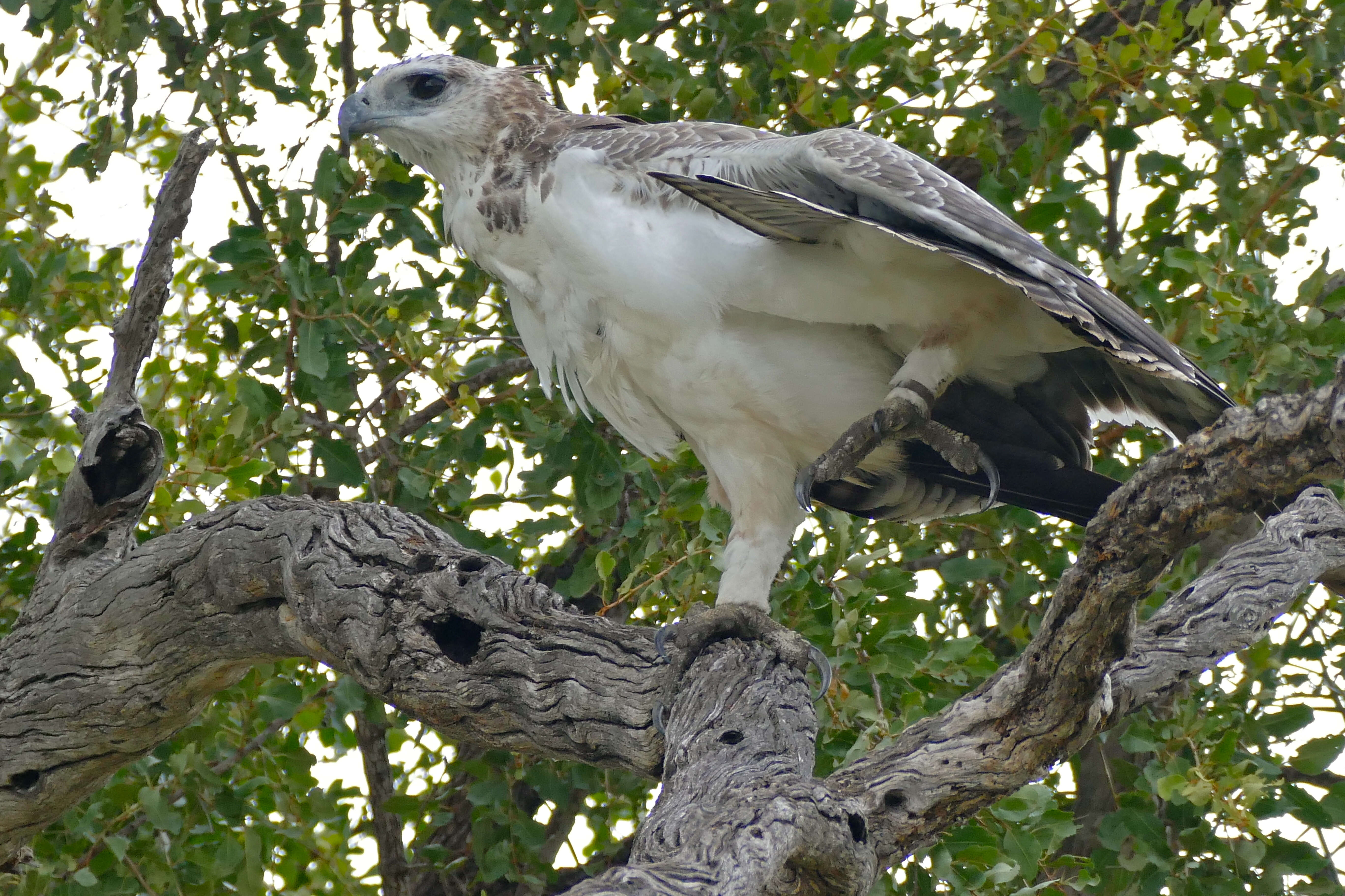 Image of Polemaetus Heine 1890