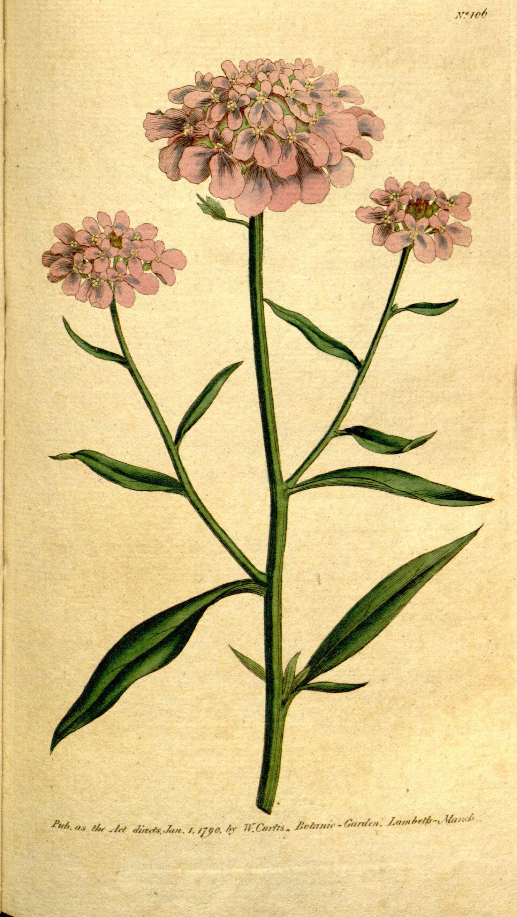 Слика од Iberis umbellata L.