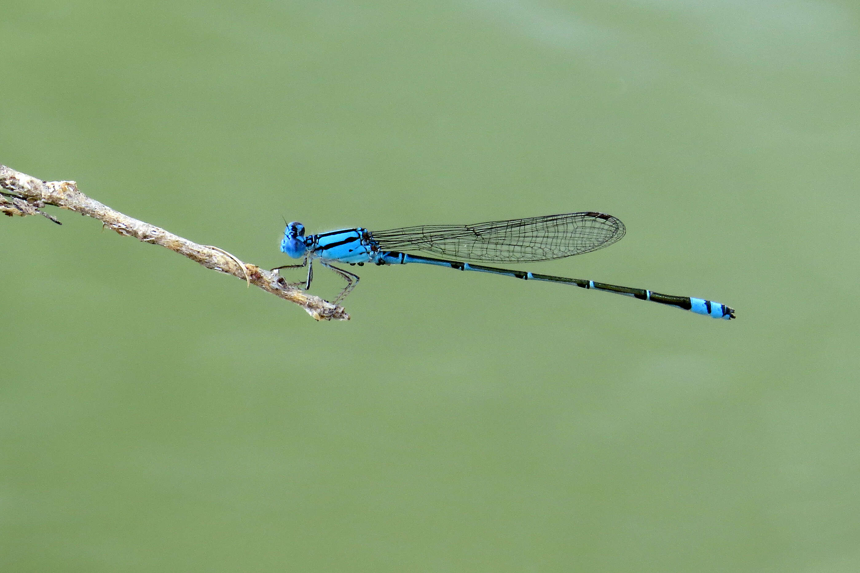 Pseudagrion microcephalum (Rambur 1842) resmi