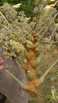 Image of Schefflera morototoni (Aubl.) Maguire, Steyerm. & Frodin