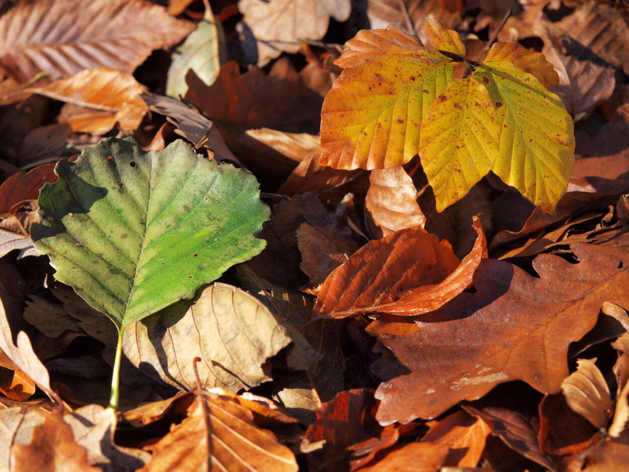 Image of European alder