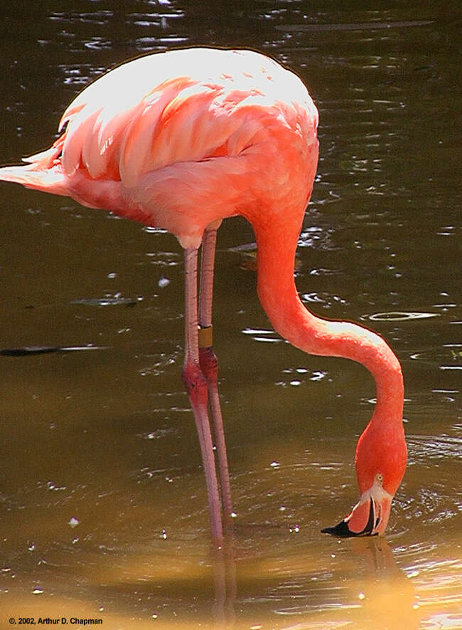 Imagem de Phoenicopterus Linnaeus 1758