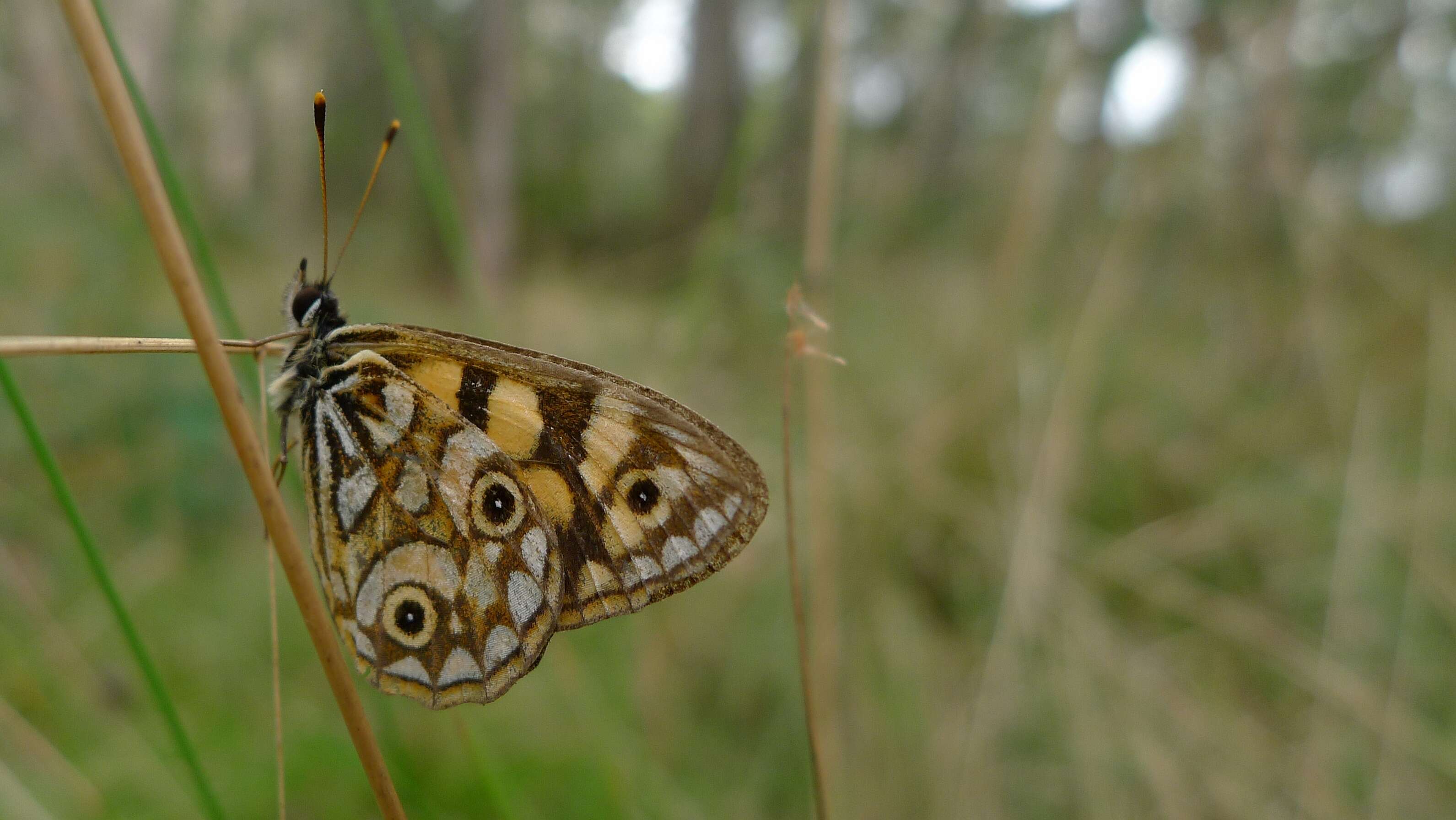 Image of Lepidoptera