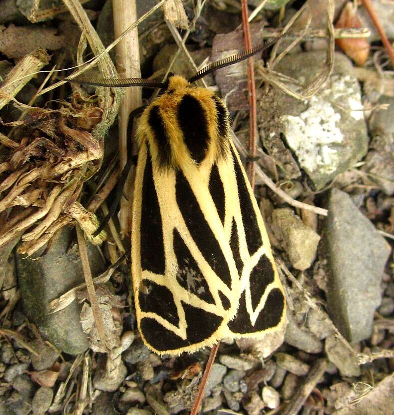 Image of Nais Tiger Moth