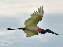 Image of Jabiru Hellmayr 1906