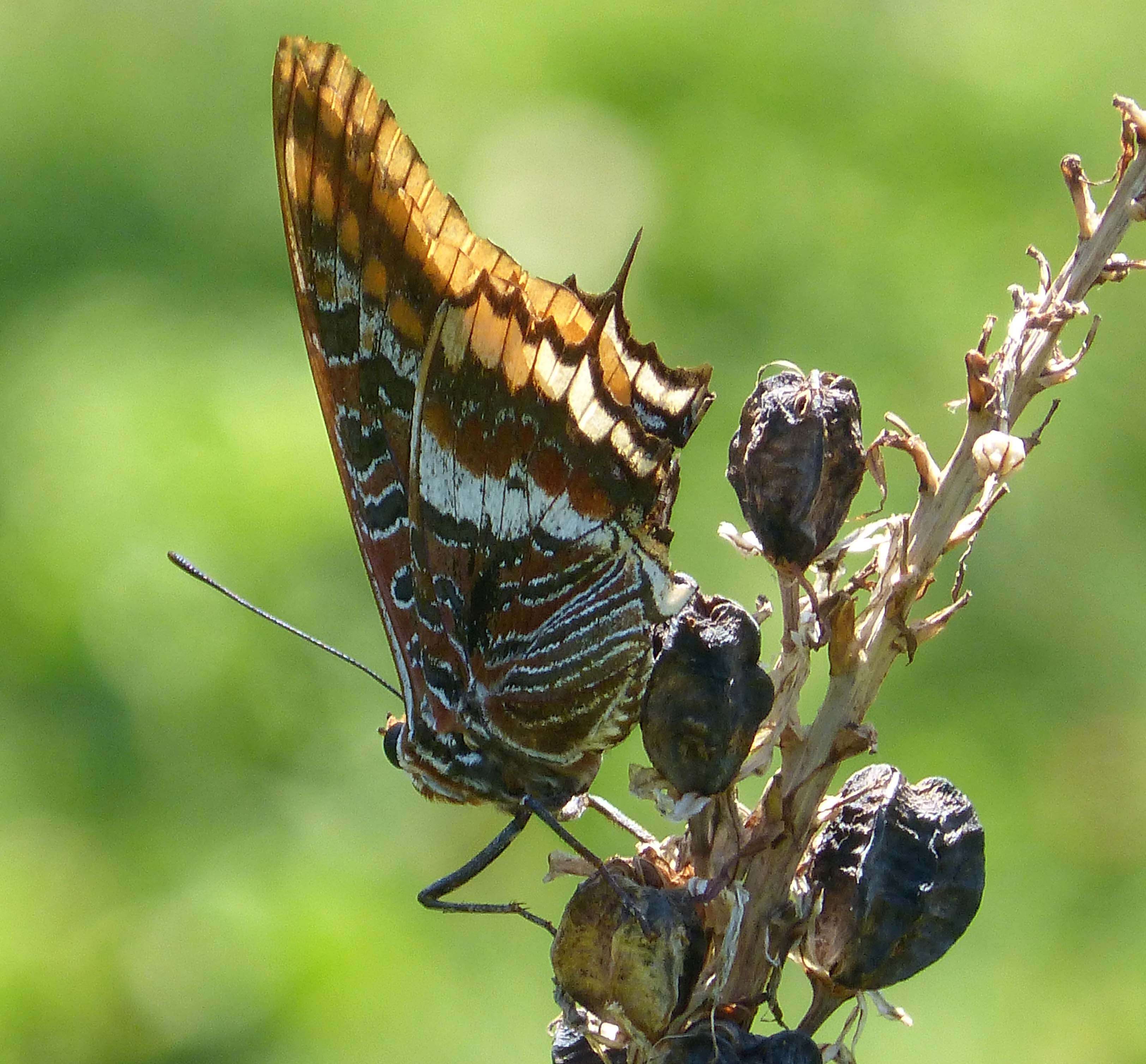 Image of Charaxes