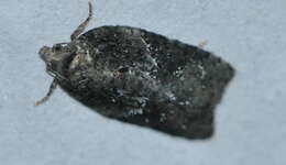 Image of Acleris celiana Robinson 1869